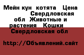 Мейн кун  котята › Цена ­ 20 000 - Свердловская обл. Животные и растения » Кошки   . Свердловская обл.